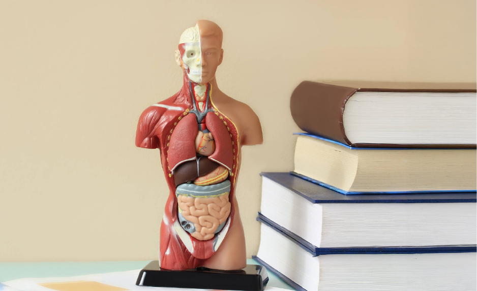 Human Biology (G5 - 2026)